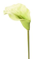 CALLA LILY 25" STEM GREEN