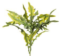 FERN LEAF BUSH 24" GREEN