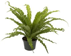 6" BIRD'S NEST FERN