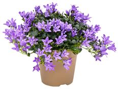 4" CAMPANULA (PREBOOK)