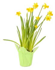 6" DAFFODIL