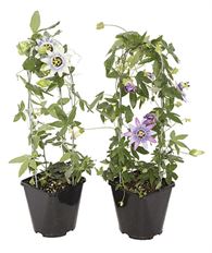 7" PASSION VINE W/ TRELLIS