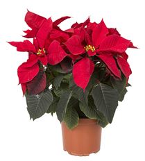 6.5" RED POINSETTIA (PREBOOK)