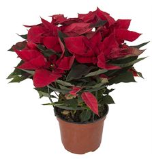 8"  RED POINSETTIA (PREBOOK)