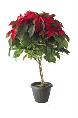 10" RED POINSETTIA TREE (PREBOOK)
