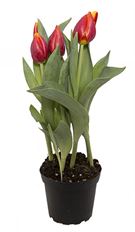 6" TULIP
