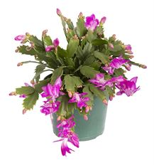 6" CHRISTMAS CACTUS (PREBOOK)
