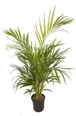 6" ARECA PALM