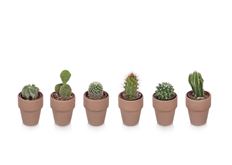 2" CACTUS
