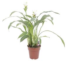 6" CURCUMA
