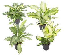 8" DIEFFENBACHIA