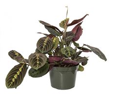 6" PRAYER PLANT