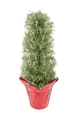 6" ROSEMARY TREE (PREBOOK)