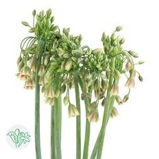 ALLIUM CRAZY