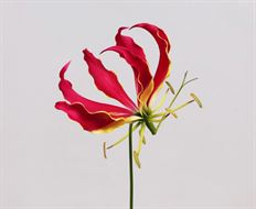 GLORIOSA LILY