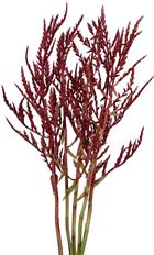BROMELIAD FLOWER RED