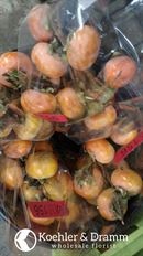 PERSIMMON BRANCHES