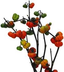 PUMPKIN TREE