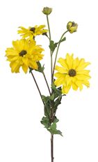 SHASTA DAISY SPRAY 24" YELLOW X3