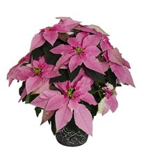 4.75" PINK POINSETTIA (PREBOOK)
