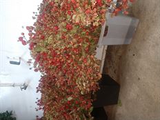 BLIUEBERRIES