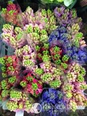 HYACINTH