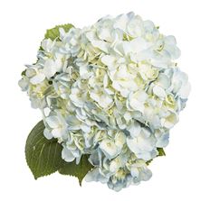 HYDRANGEA, BLUE S.A.
