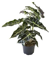 6" ALOCASIA