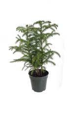 4"  NORFOLK ISLAND PINE (PREBOOK)