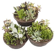 7.5" SUCCULENT GARDEN