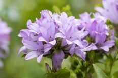 CAMPANULA CAROLINE