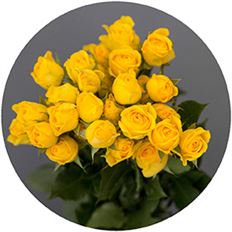 ROSES SPRAY S.A. YELLOW