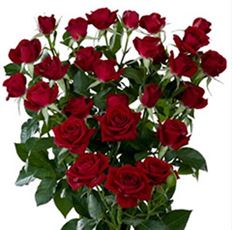 ROSES SPRAY S.A. BURGUNDY