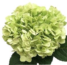 HYDRANGEA, GREEN