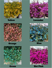WAXFLOWER TINTED