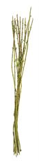 BAMBOO BUNCH W LEAF GREEN