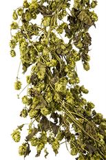 GARLAND HOPS BASIL