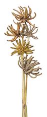 SPIDERGUM CLAW ON STEM NATURAL 5/PK
