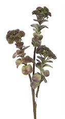 KALANCHOE SPRAY 26" GREEN