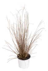4.75" RED ROOSTER GRASS