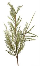CEDAR SPRAY 57" W/CONES GREEN
