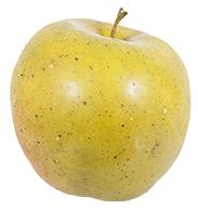 APPLE GOLDEN DELICIOUS 3"