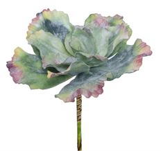 ECHEVERIA LETTUCE PLANT 9" GRPI