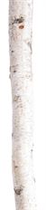 BIRCH POLE 7' LONG 2-3" DIAMETER