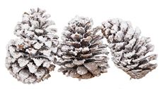 PINUS MARITIMA PINECONE 5" 3/PK