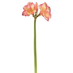 AMARYLLIS 30" MAUVE
