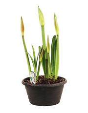 10" AMARYLLIS, TRIPLE BULB (PB)