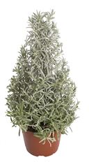 6" LAVENDER TREE (PREBOOK)