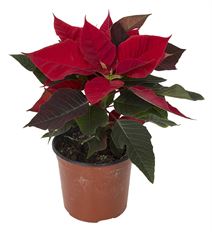 4.75" RED POINSETTIA (PREBOOK)