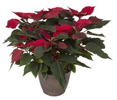 10" RED POINSETTIA (PREBOOK)